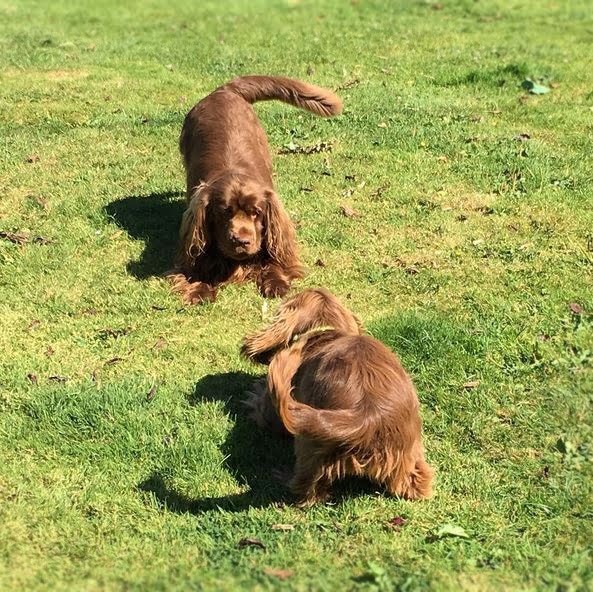 foto Perro de Sussex Spaniel