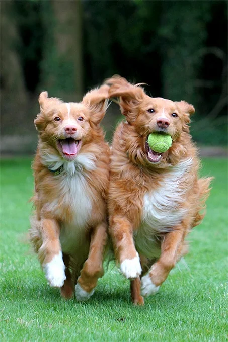 foto Perro de caza de patos de Nueva Escocia