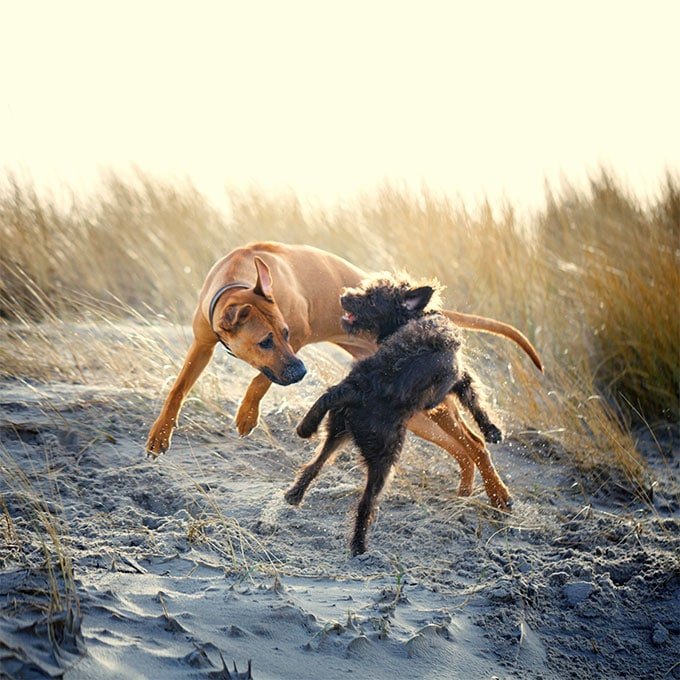 foto Información, fotos, características y datos de la raza de perro Rhodesian Ridgeback