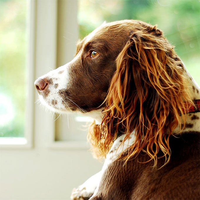 foto Perro Springer Spaniel Inglés