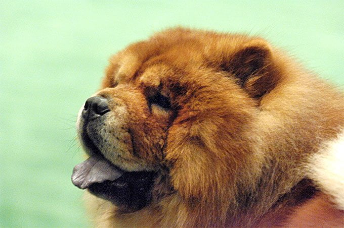 foto Chow Chow Perro