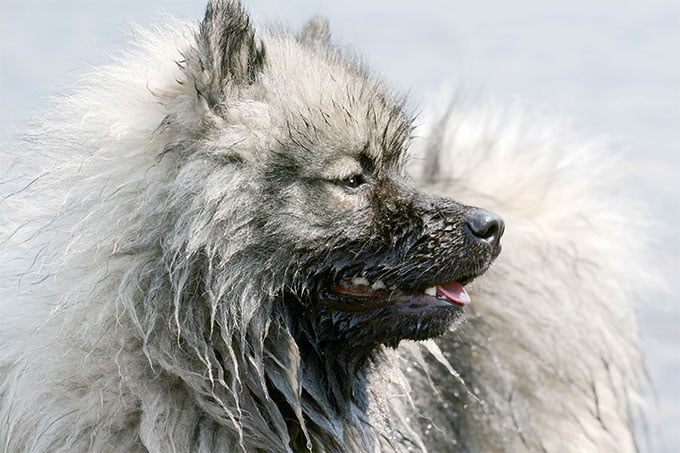 foto Perro Keeshond