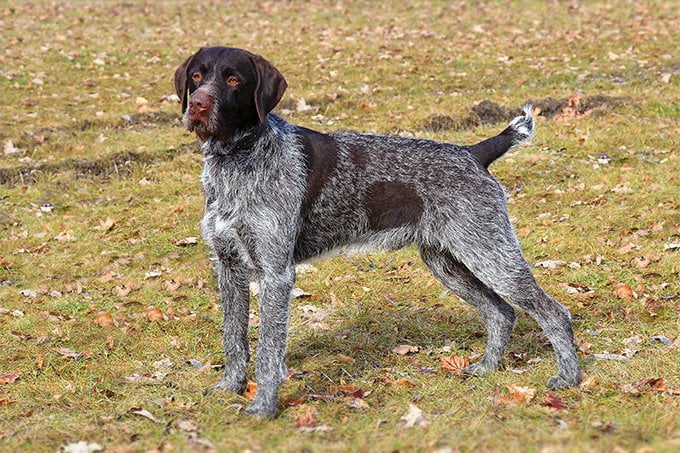 foto Perro de pelo duro (Wirehaired Pointer Griffon)