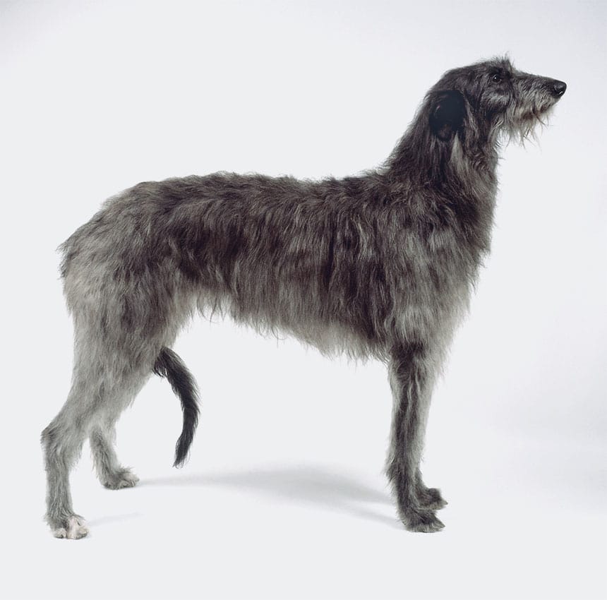 foto Deerhound escocés - Información, fotos, características y hechos