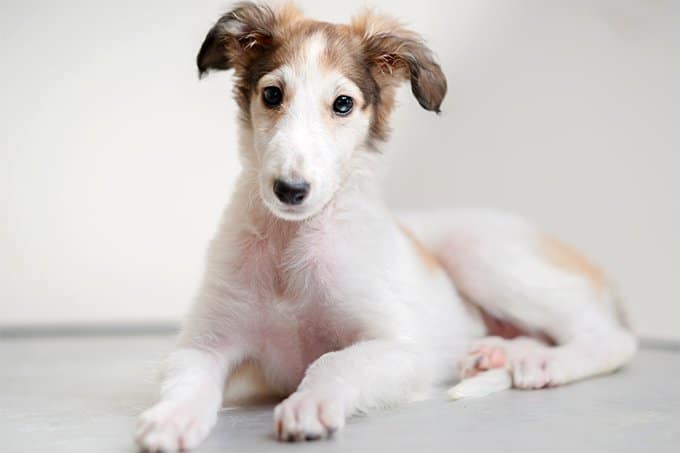 foto Perro Borzoi