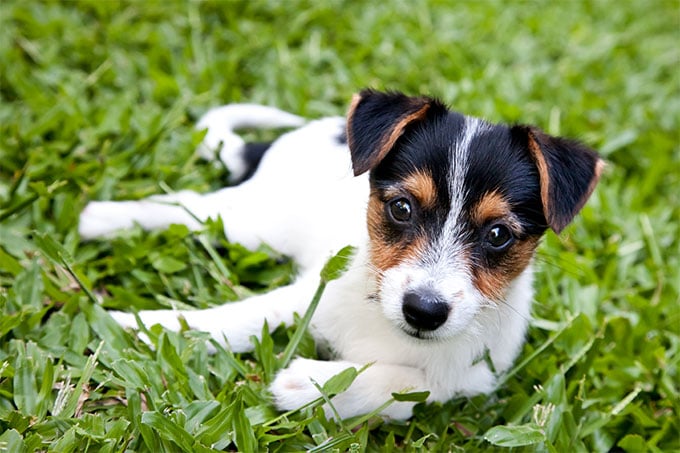 foto Perro Fox Terrier Toy