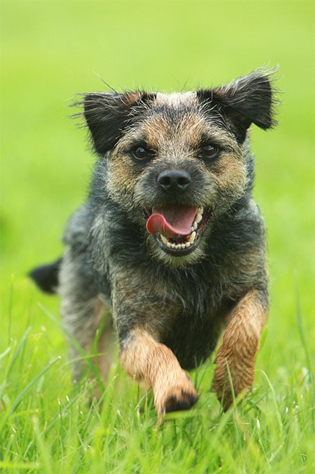 foto Perro Border Terrier