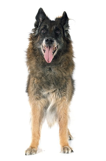 foto Perro Tervuren Belga