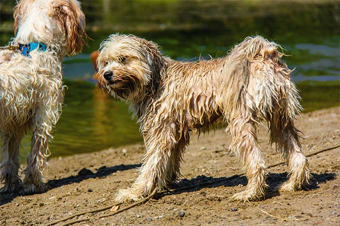 foto Perro Terrier Tibetano