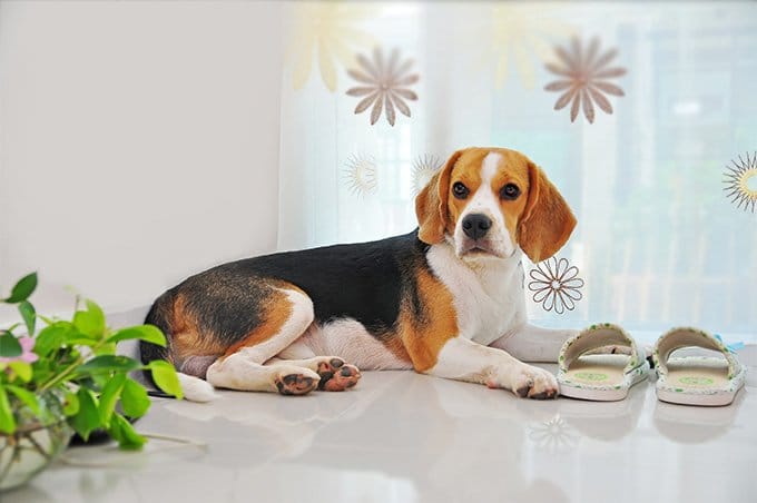 foto Perro Beagle