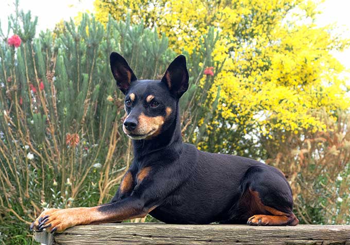 foto Perro Pinscher Miniatura