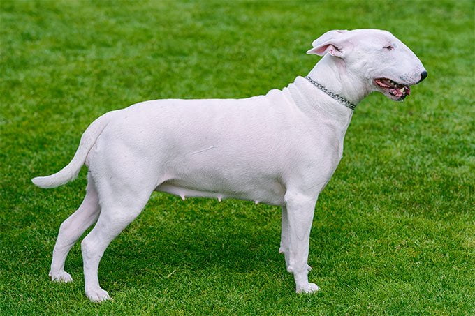 foto Perro Bull Terrier