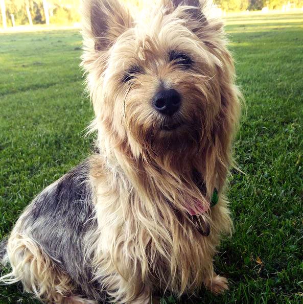 foto Perro Terrier Australiano
