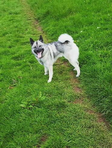 foto Perro de raza alkhound noruego