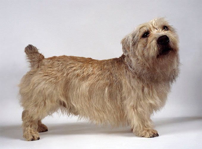 foto Perro Terrier de Glen of Imaal