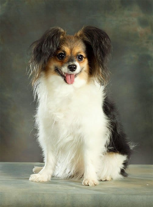 foto Perro Papillon