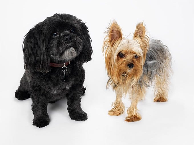 foto Perro Lhasa Apso
