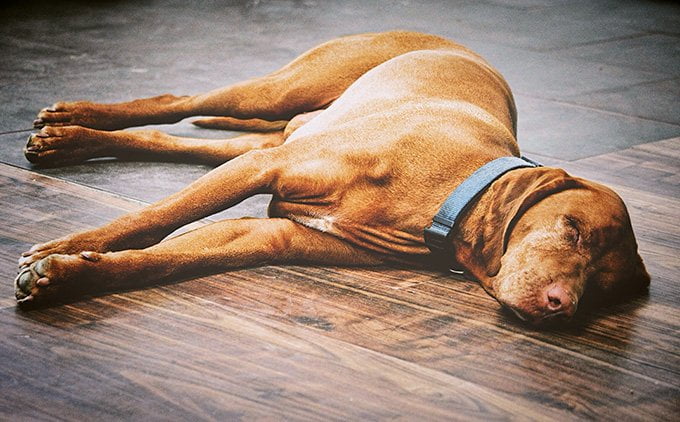 foto Perro Vizsla