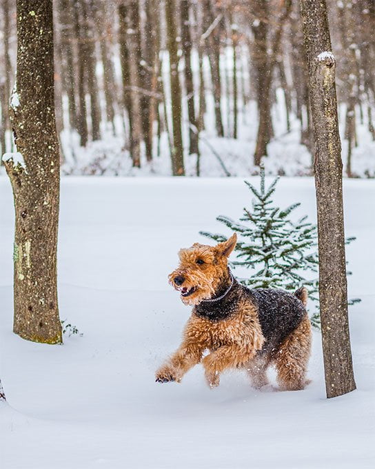 foto Perro Airedale Terrier