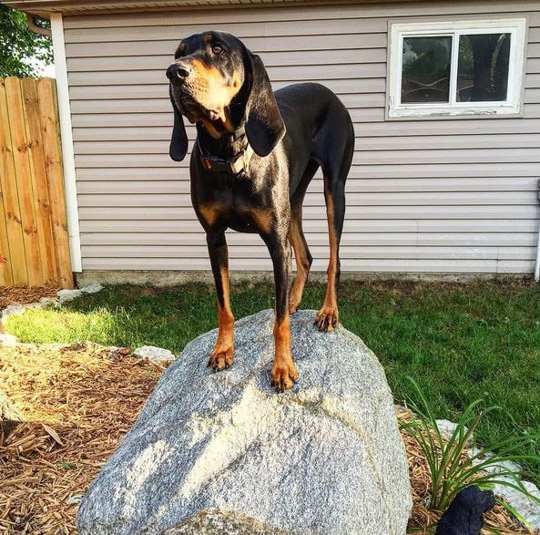 foto Perro Coonhound Negro y Fuego