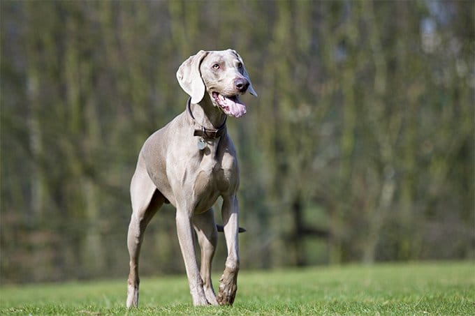 foto Perro Weimaraner