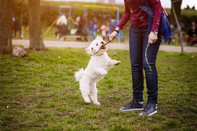 foto Perro Bichon Frise