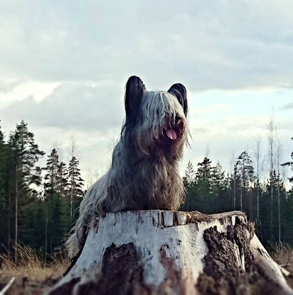 foto Perro Skye Terrier