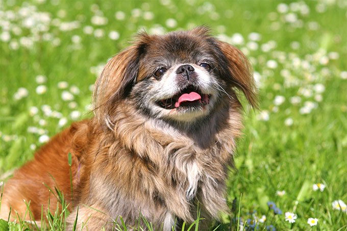foto Perro Pekinés