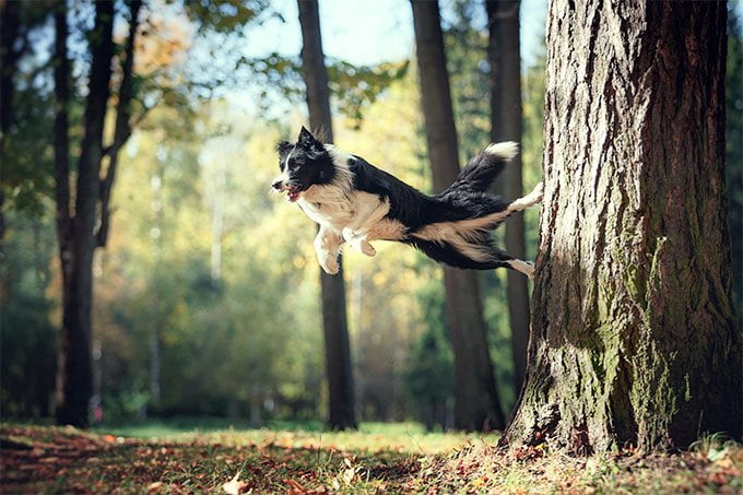 foto Perro Border Collie