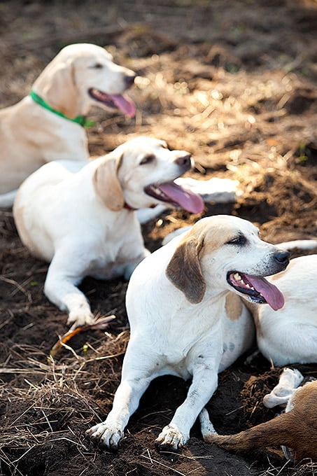 foto Perro Foxhound Americano