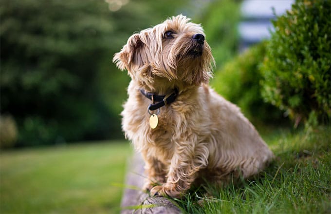 foto Perro Norfolk Terrier