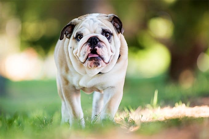 foto Perro Bulldog