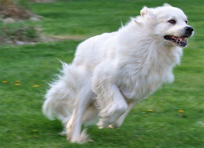 foto Gran Perro de los Pirineos