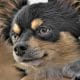 affenhuahua-mixed-dog-breed-pictures-1-1442x960