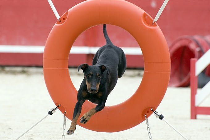 foto Perro Manchester Terrier