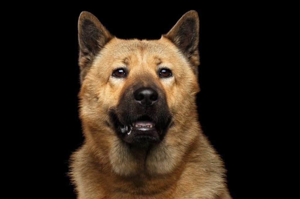 akita-chow-mixed-dog-breed-pictures-1-1442x961