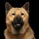 akita-chow-mixed-dog-breed-pictures-1-1442x961