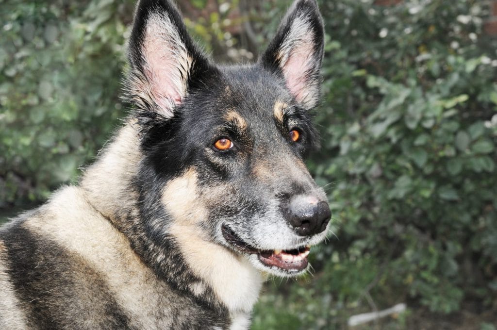 akita-shepherd-mixed-dog-breed-pictures-1-1442x958
