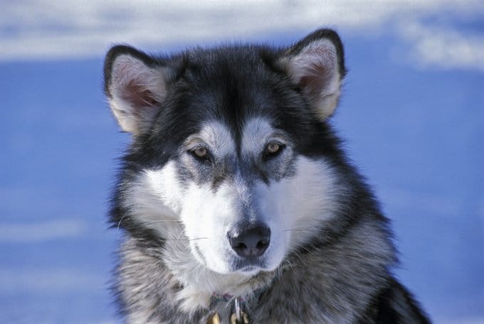 foto Perro Alaskan Malamute