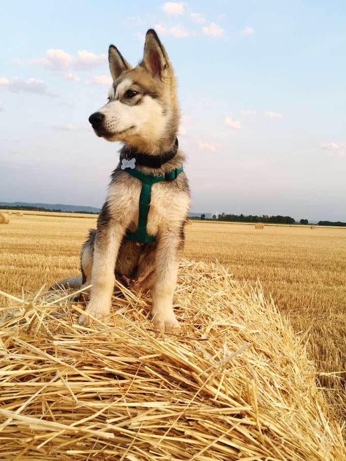 foto Perro Alaskan Malamute