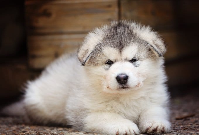 foto Perro Alaskan Malamute