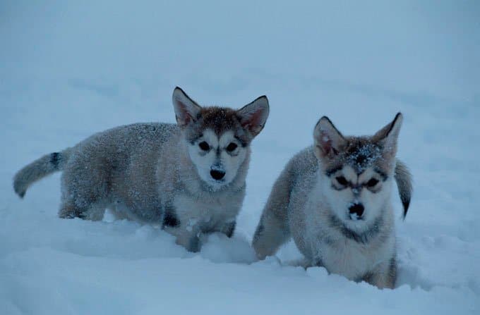 foto Perro Alaskan Malamute