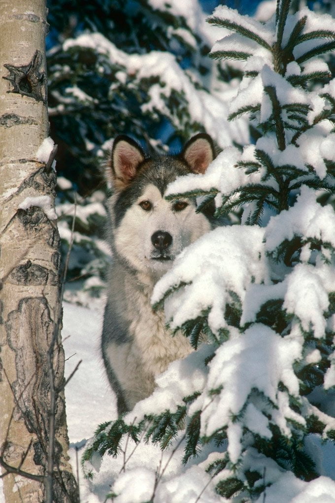 foto Perro Alaskan Malamute