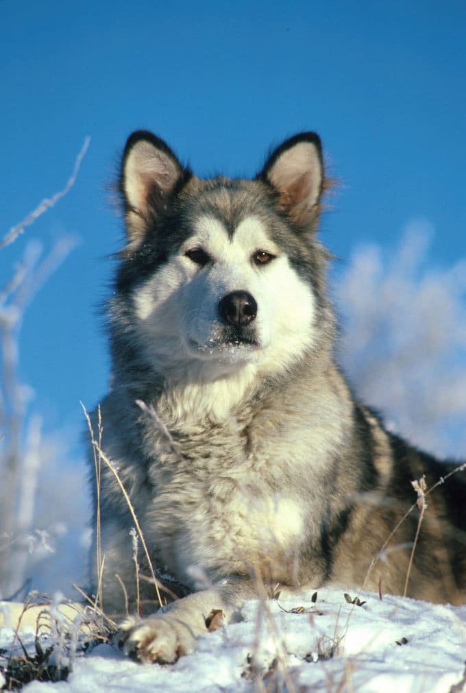 foto Perro Alaskan Malamute