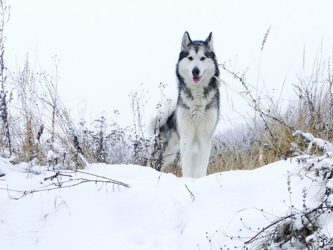 foto Perro Alaskan Malamute