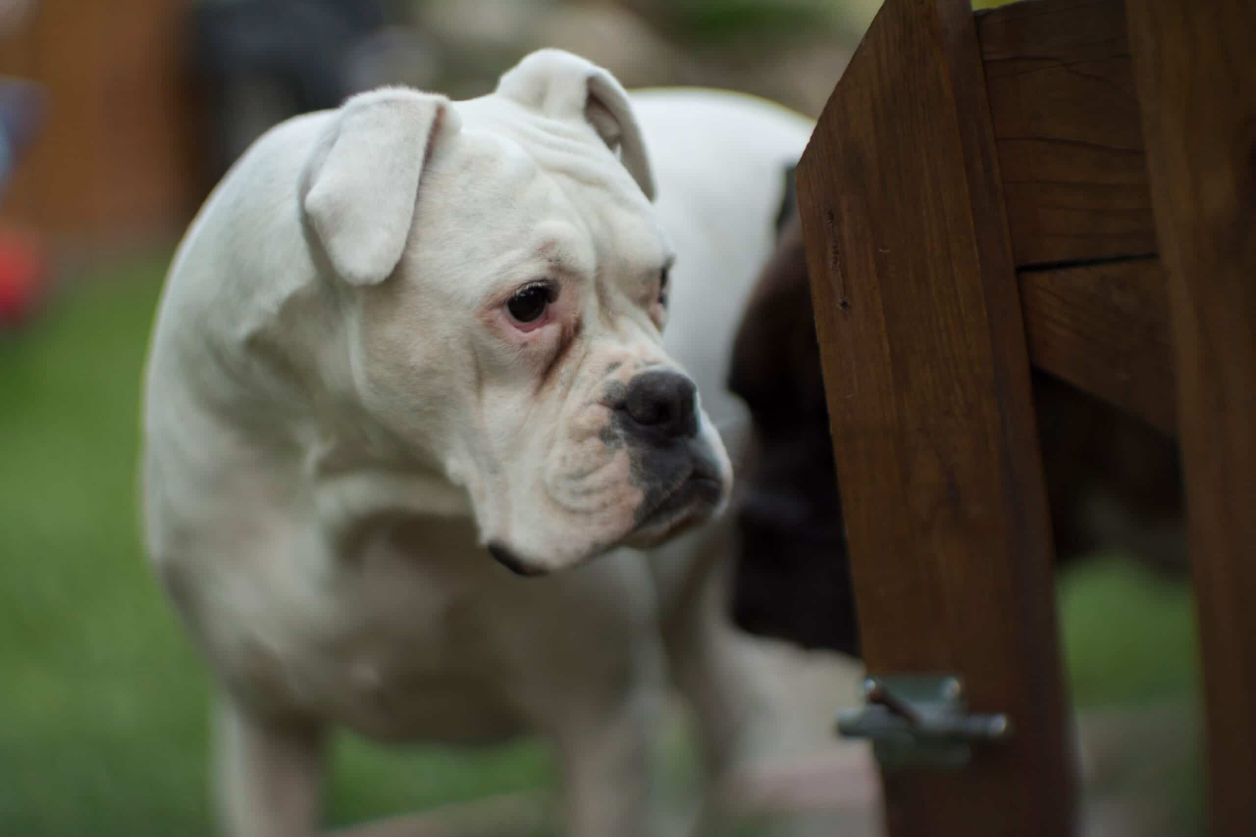 foto Bulldog Americano