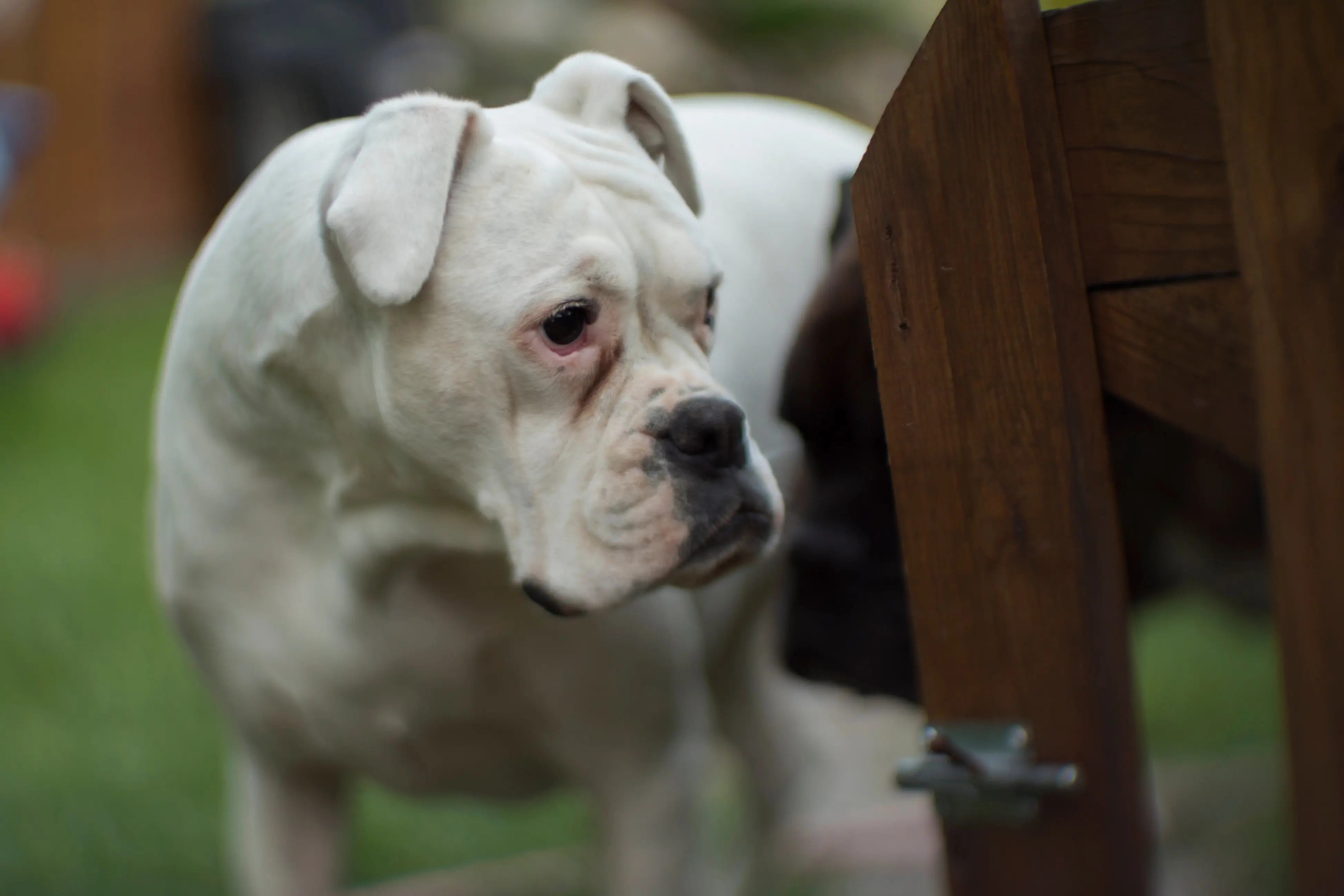 foto Bulldog Americano