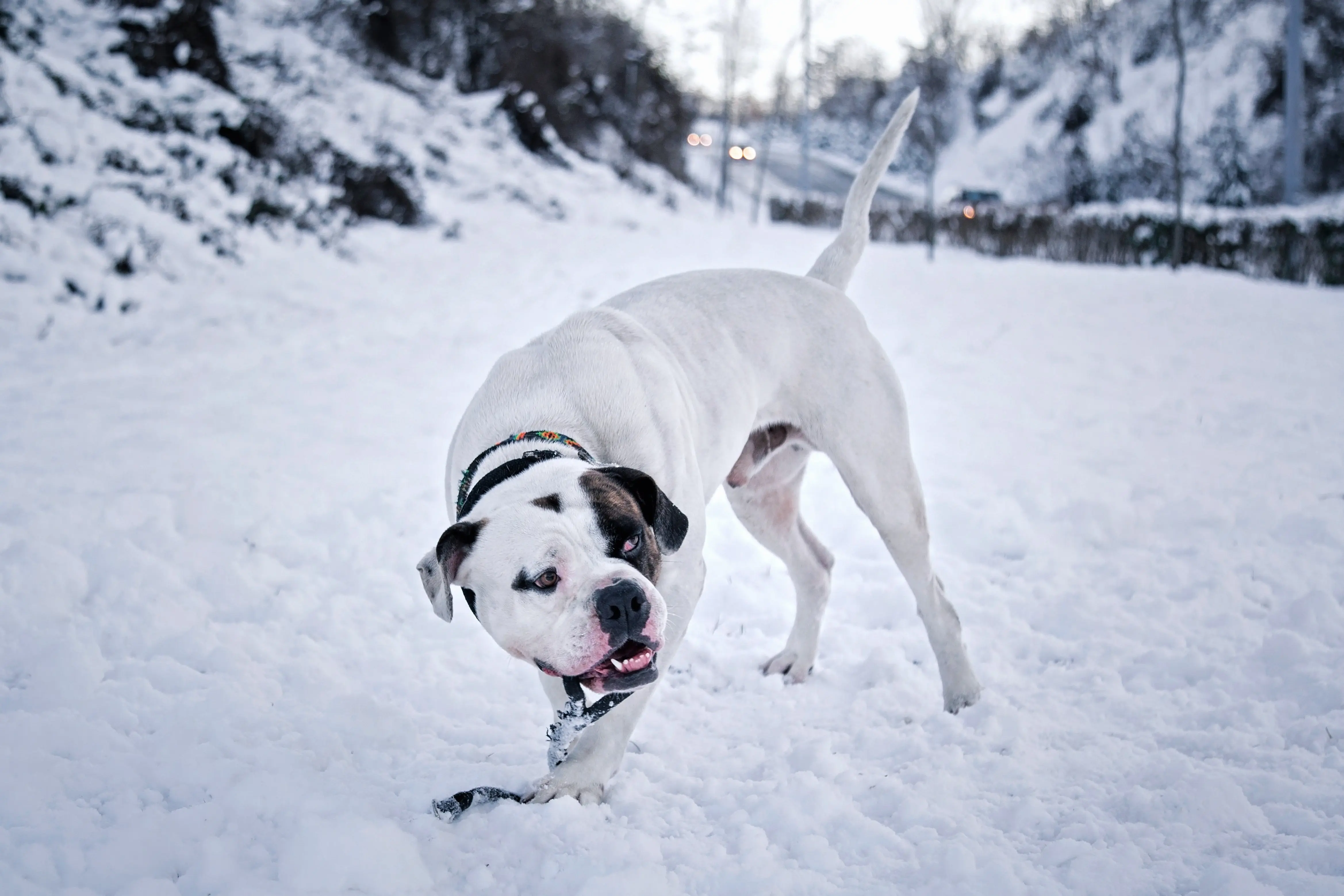 foto Bulldog Americano
