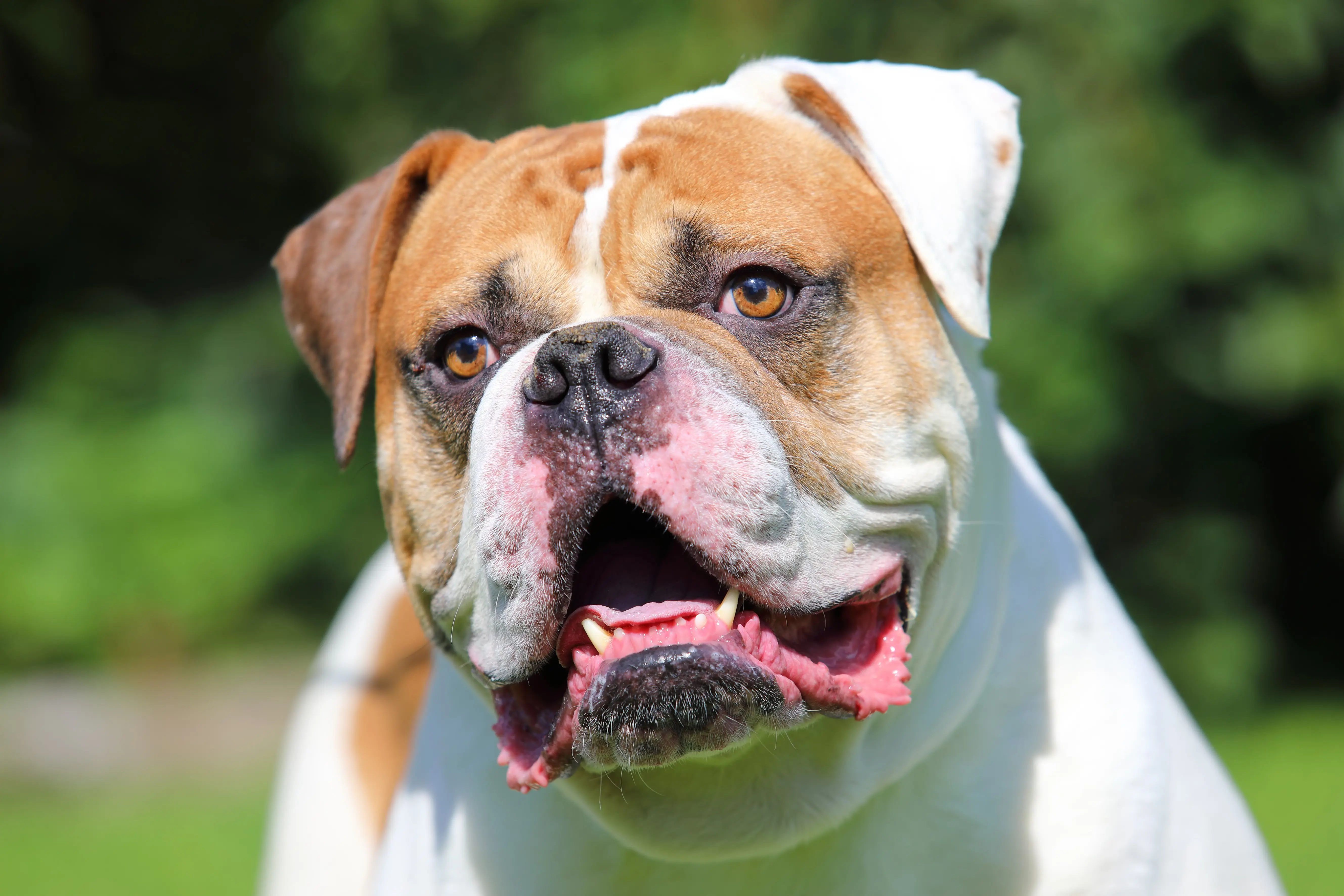 foto Bulldog Americano