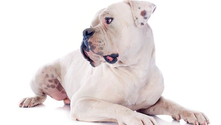 foto Bulldog Americano